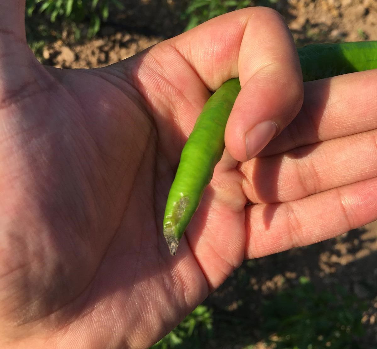 Sebzelerde Kalsiyum Eksikliği 