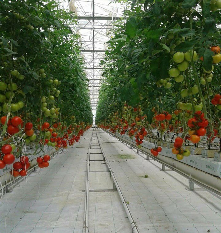 Serada Domates ve Biber Yetiştiriciliği Bilinmesi Gerekenler - 1