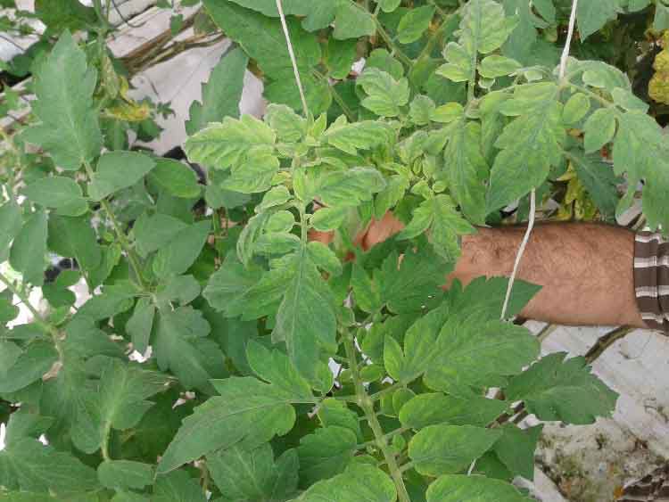 Domates Yetiştiriciliğinde Sarı Kıvırcık Virüsü ve Yapılması Gerekenler