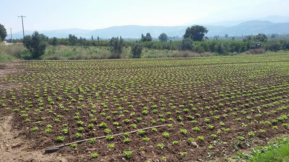 GÜBRELEME,TOPRAK İÇİN Mİ BİTKİ İÇİN Mİ YAPILMALI?