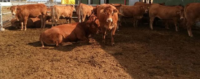 Büyükbaş Hayvancılıkta Suni Tohumlama