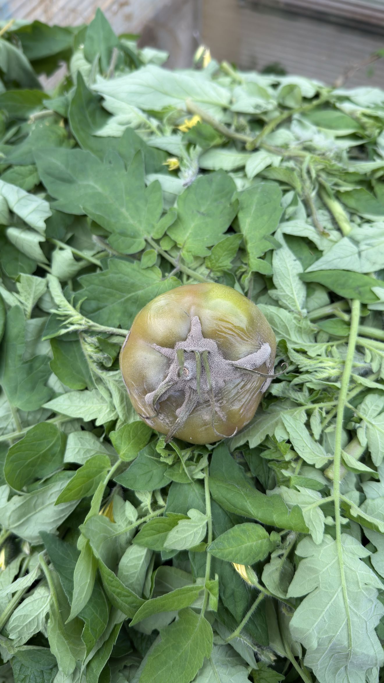 Domateste Kurşuni Küf(BotrytisCinerea) 