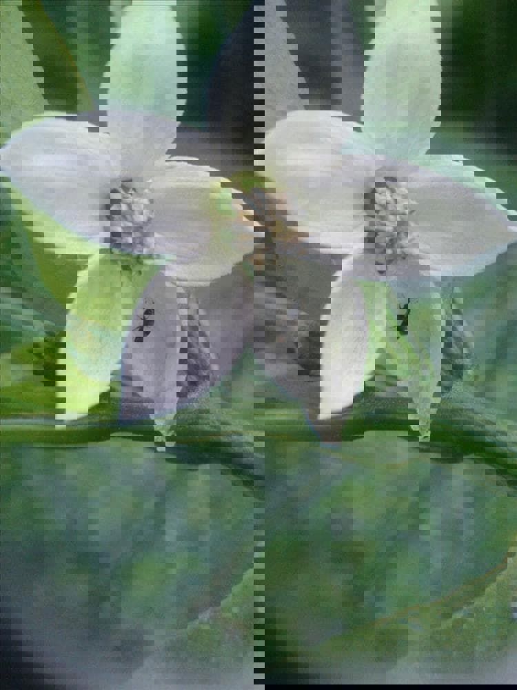 Biberde Thrips mücadelesinde Orius uygulaması