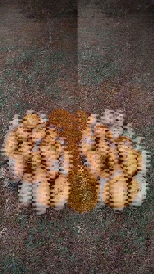 Yurt dışından Neden Tohum Alıyoruz?