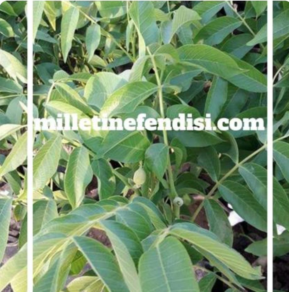 Ceviz Yetiştiriciliği (hassas noktalar)