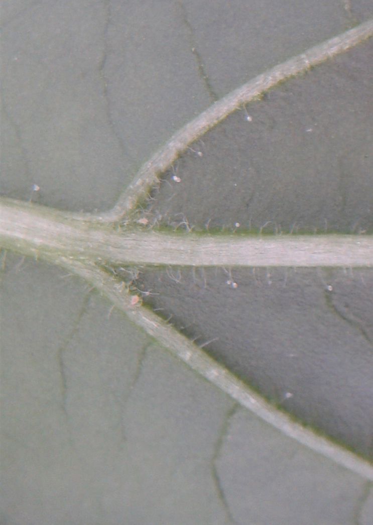 Biberde Amblyseius Swirskiinin (Avcı Akar) Biyolojik Mücadelesi