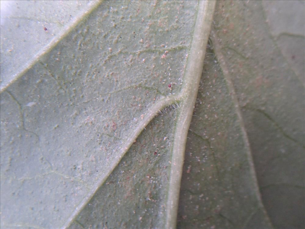 Kırmızı Örümcekte Biyolojik Mücadele