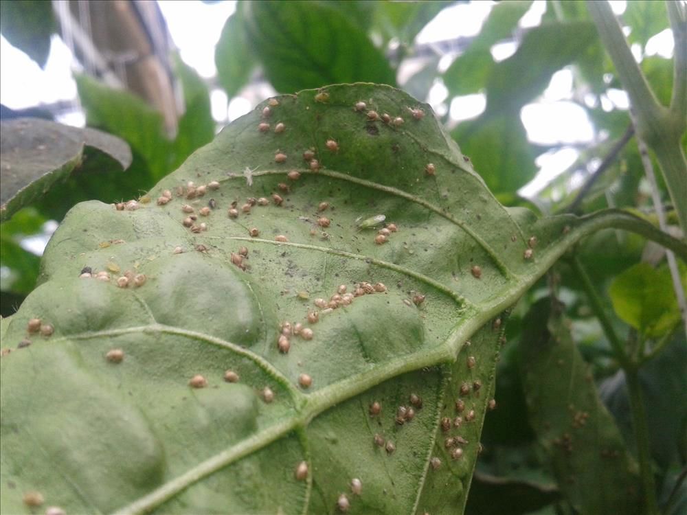 YAPRAK BİTİNE KARŞI BİYOLOJİK MÜCADELE