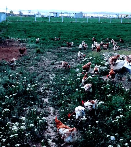Kanatlı Hayvanlarda Yem Girdisinin Pahalılığı ve GDO