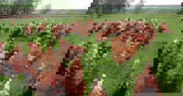 Etlik Piliç Yetiştiriciliği Yapacakların Dikkatine 