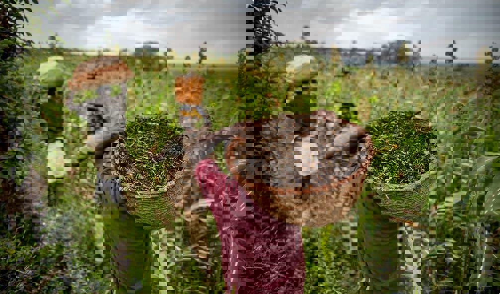 FAO, 10 Milyar İnsanı Beslemenin Anahtarının Daha İyi Arazi, Toprak ve Su Yönetimi Olduğunu Söylüyor