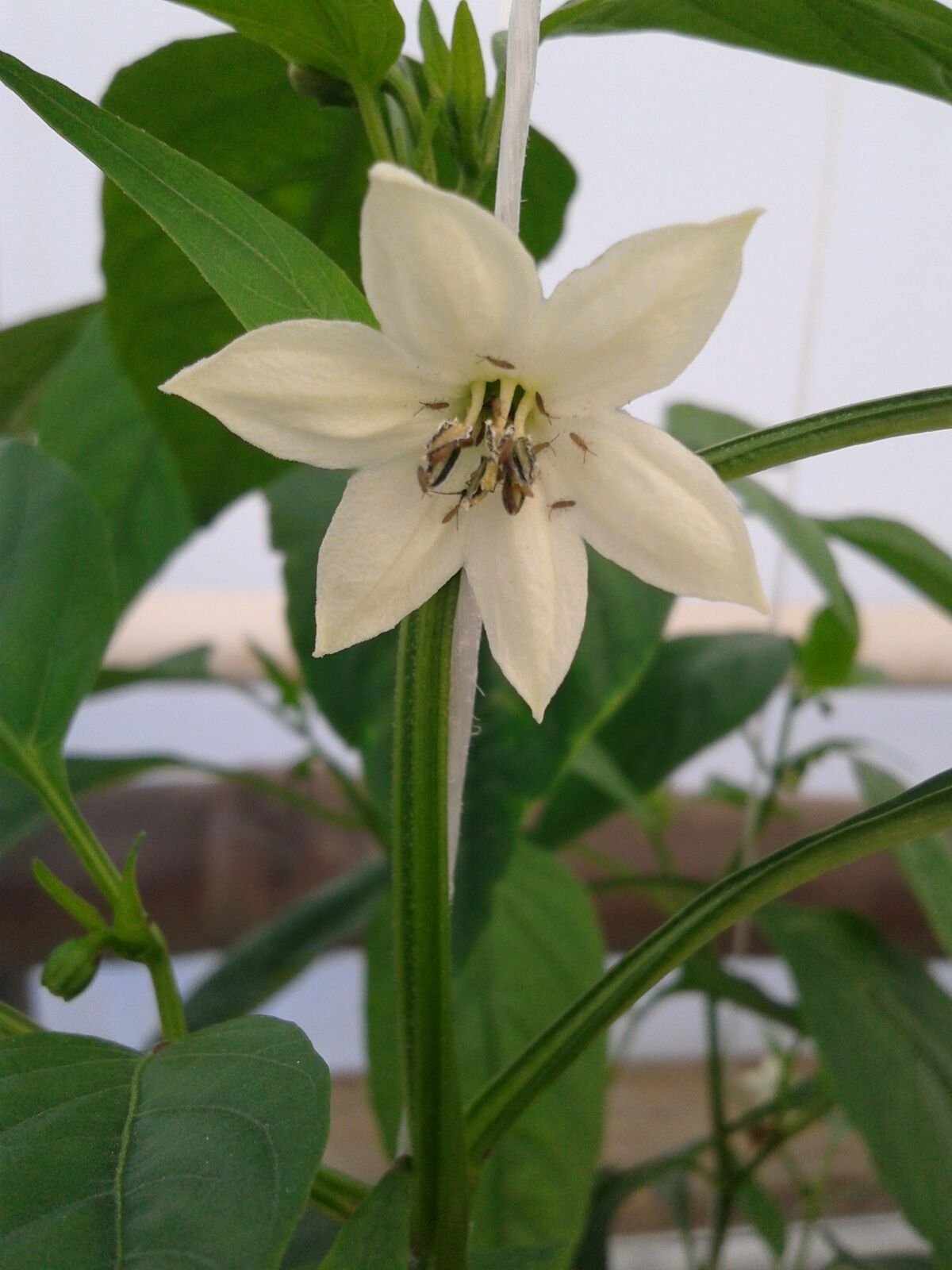 Biber Yetiştiriciliğinde Thrips'e Dikkat 