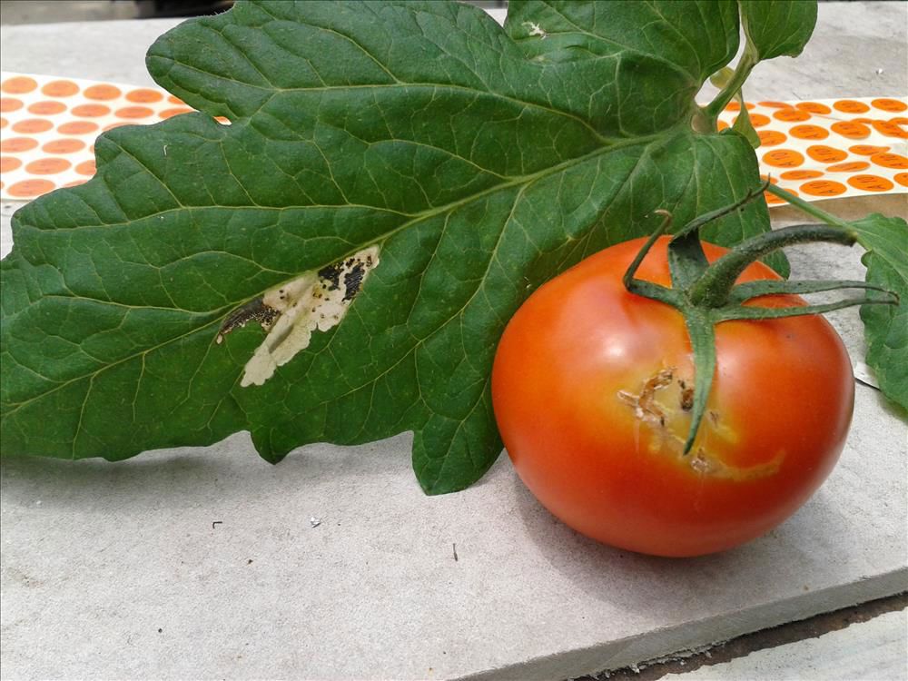 Türkiye'de Tuta Absoluta (Domates Güvesi)