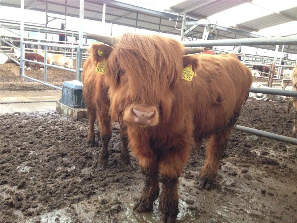 Şap Hastalığını Nasıl Anlarız? Belirtileri Nelerdir?