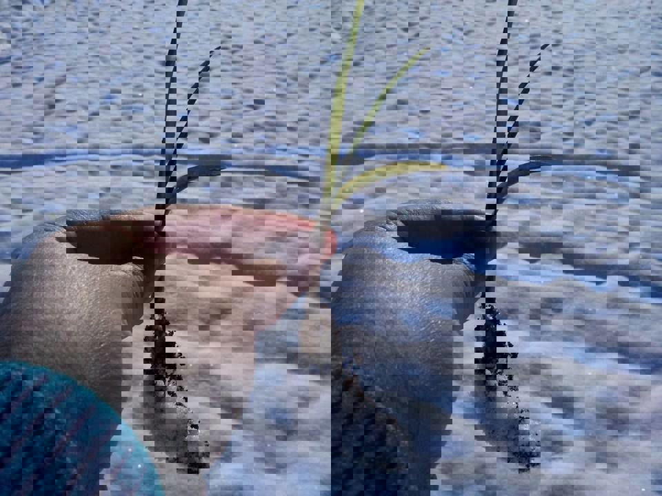 Gelin Bir Deneyelim ! Tıbbi Aromatik Bitkiler