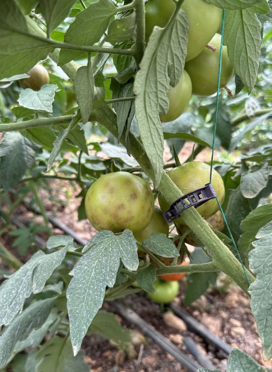 Domates Kahverengi Buruşuk Meyve Virüsü ( ToBRFV )
