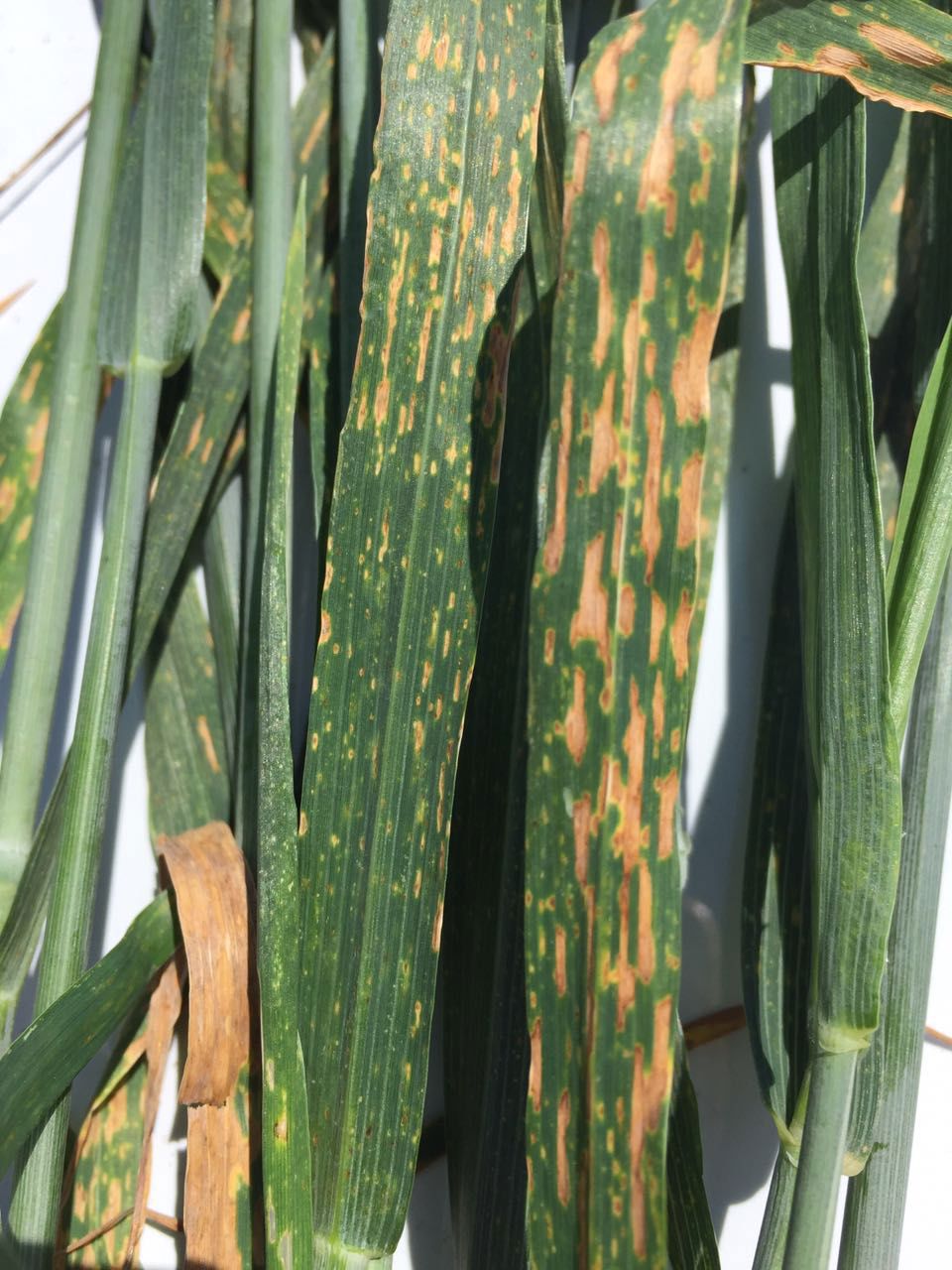 Buğdayda Septorya Yaprak Lekesi 